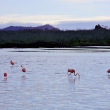 Galapagos 013.jpg