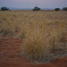 Namibia 036.jpg