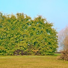 alberi 007.jpg