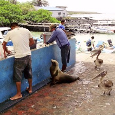 AnimaliGalapagos 003.jpg