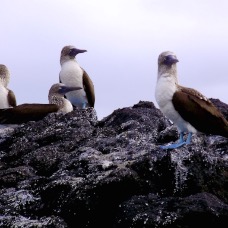 AnimaliGalapagos 005.jpg