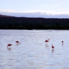 AnimaliGalapagos 006.jpg