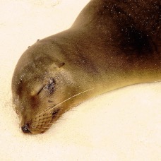 AnimaliGalapagos 009.jpg