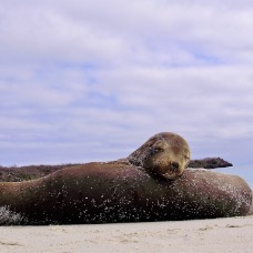 AnimaliGalapagos 010.jpg