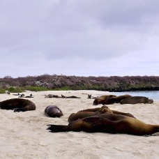 AnimaliGalapagos 016.jpg