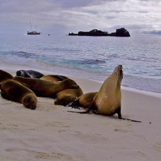 AnimaliGalapagos 020.jpg