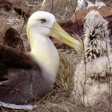 AnimaliGalapagos 030.jpg