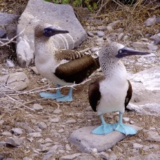 AnimaliGalapagos 038.jpg