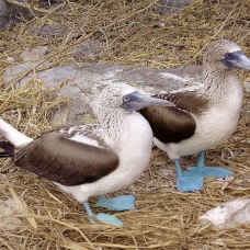 AnimaliGalapagos 040.jpg