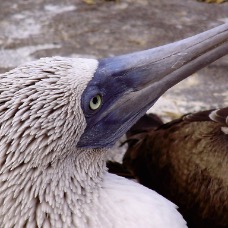 AnimaliGalapagos 041.jpg