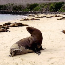 AnimaliGalapagos 046.jpg