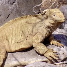 AnimaliGalapagos 049.jpg