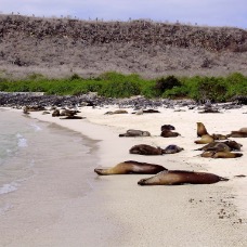 AnimaliGalapagos 052.jpg