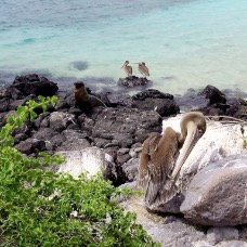 AnimaliGalapagos 053.jpg