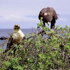 AnimaliGalapagos 054.jpg