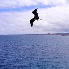 AnimaliGalapagos 058.jpg