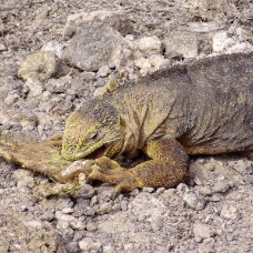 AnimaliGalapagos 059.jpg