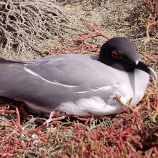 AnimaliGalapagos 060.jpg