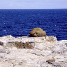 AnimaliGalapagos 061.jpg