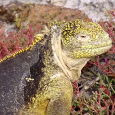 AnimaliGalapagos 063.jpg