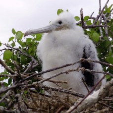 AnimaliGalapagos 068.jpg