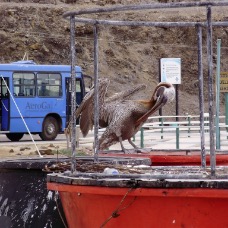 AnimaliGalapagos 069.jpg