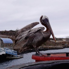 AnimaliGalapagos 070.jpg